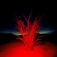Mr. Dawzo "Blood in The Ocotillo"