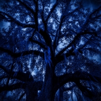 Trey Warner "ECHO"